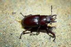 Lucanus placidus