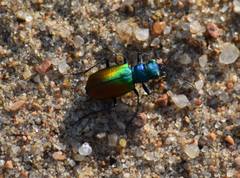 Cicindela scutellaris scutellaris