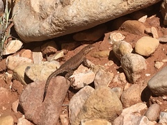 Uta stansburiana uniformis