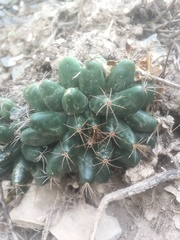 Mammillaria longimamma