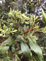 Morella cerifera image