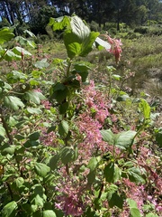 Ribes sanguineum glutinosum