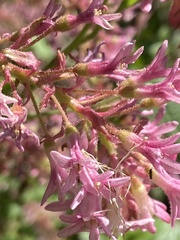 Ribes sanguineum glutinosum