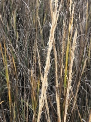 Sporobolus alterniflorus