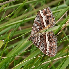 Chrysolarentia vicissata