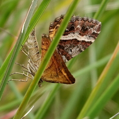 Chrysolarentia vicissata