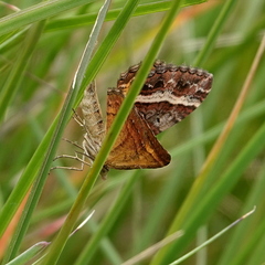 Chrysolarentia vicissata