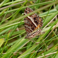 Chrysolarentia vicissata