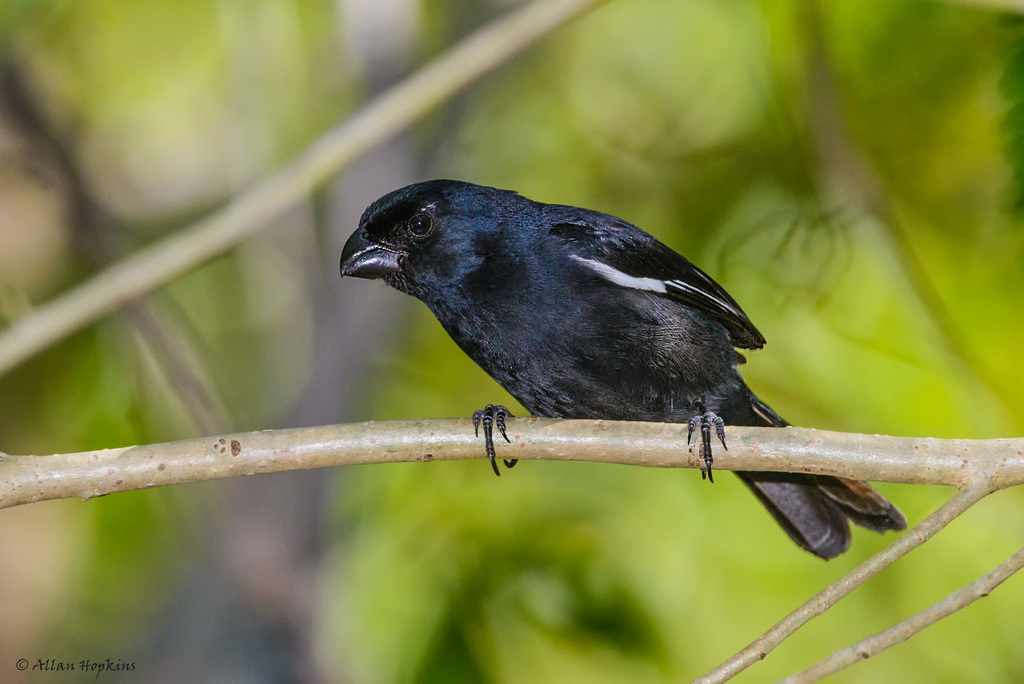 Cuban Bullfinch (Melopyrrha nigra) photo