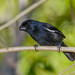 Cuban Bullfinch - Photo (c) Allan Hopkins, some rights reserved (CC BY-NC-ND)