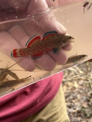 Etheostoma artesiae