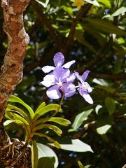 Vanda coerulea