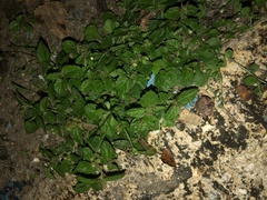 Acalypha chamaedrifolia