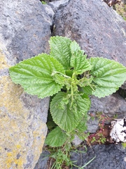Urtica australis