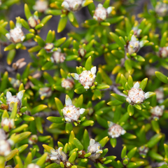 Spyridium phylicoides