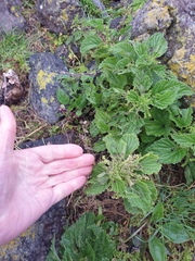 Urtica australis