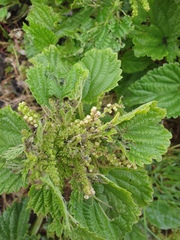 Urtica australis