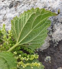 Urtica australis