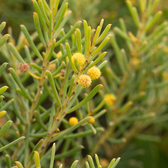 Acacia nematophylla