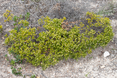 Spyridium phylicoides
