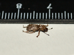 Toxonotus