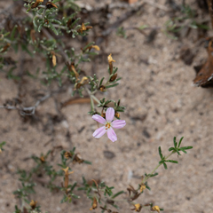 Frankenia pauciflora