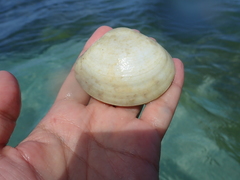 Semele