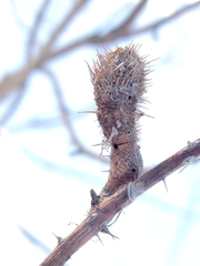 Cecidophyopsis ribis