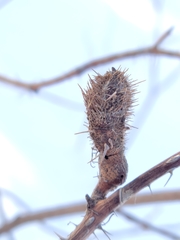 Cecidophyopsis ribis