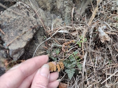 Paragymnopteris marantae marantae