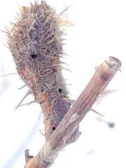 Cecidophyopsis ribis
