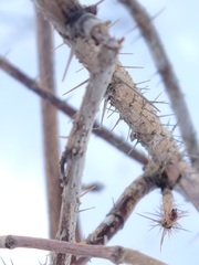 Cecidophyopsis ribis