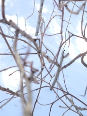 Cecidophyopsis ribis