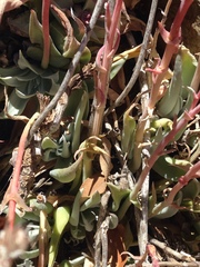 Dudleya saxosa collomiae