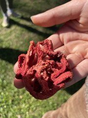 Clathrus ruber