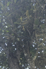 Meriania macrophylla