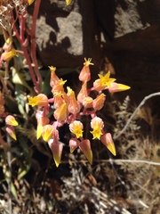Dudleya saxosa collomiae