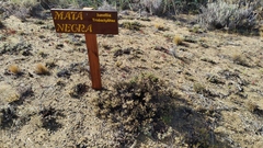 Junellia tridactylites