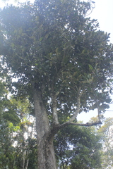 Meriania macrophylla