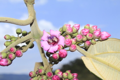 Meriania macrophylla