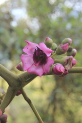 Meriania macrophylla