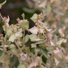 Atriplex paludosa