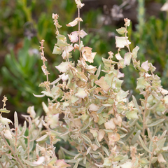 Atriplex paludosa
