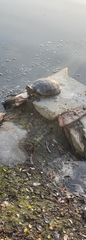 Trachemys scripta elegans image
