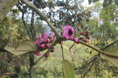 Meriania macrophylla