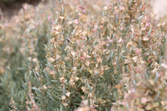Atriplex paludosa