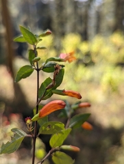 Clinopodium macrostemum