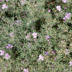 Frankenia pauciflora