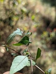 Clinopodium macrostemum