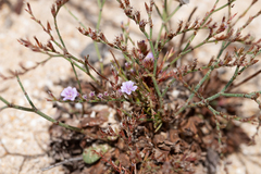 Limonium companyonis